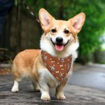 Personalised Multi-color Pet Portrait Reversible Bandana with Adjustable Buckle and Name Birthday Pet Wear Gift for Dog Cat Pet Lovers