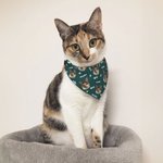 Personalized Multicolour Paw Print Bone Adjustable Pet Bandana with Photo and Name Birthday Party Costume Gift for Pet Lovers