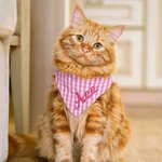 Personalised Gingham Print  Triangle 100% Cotton Pet Bandana with Embroidered Name and Elastic Birthday Party Costume Gift for Dog Cat Lovers
