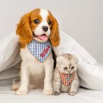 Personalised Gingham Print  Triangle 100% Cotton Pet Bandana with Embroidered Name and Elastic Birthday Party Costume Gift for Dog Cat Lovers