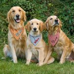 Personalised Gingham Print  Triangle 100% Cotton Pet Bandana with Embroidered Name and Elastic Birthday Party Costume Gift for Dog Cat Lovers