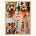 Personalized 4 Pet Photos Collage Cozy Soft Blanket with Text and Cute Paw Print Memorial Sympathy Gift for Loss of Pet Cat Dog Lovers