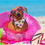 Personalised Palm Flower Fruit Hawaiian Style Adjustable Dog Bandana with Photo Beach Birthday Party Costume Gift for Pet Lovers