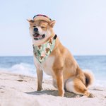 Personalised Palm Flower Fruit Hawaiian Style Adjustable Dog Bandana with Photo Beach Birthday Party Costume Gift for Pet Lovers