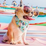 Personalised Palm Flower Fruit Hawaiian Style Adjustable Dog Bandana with Photo Beach Birthday Party Costume Gift for Pet Lovers