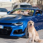 Personalized Photo Car Windshield Sunshade with Name and Suction Cup Auto Accessories Outdoor Activities Gift for Cat Dog Pet Lovers Campers
