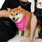 Personligt färgglatt justerbart hundbandana med text Alla hjärtans dag för hund