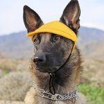 Personalised 2 Pcs Owner and Dog Embroidered Name Cap Set with with Ear Holes and Adjustable Strap Birthday Gift for Dog Mom Dad Pet Lovers