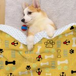 Personalizado lindo hueso de la pata suave mascota manta con nombre cumpleaños regalo de Navidad para los amantes del gato perro mascota