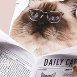 Peinture murale personnalisée chien chat lisant le journal sur les toilettes Portrait d'animal de compagnie Décoration de salle de bain Cadeau de pendaison de crémaillère pour les propriétaires d'anim