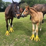 Personalisierte lustige einstellbare Satz von 2 Türkei Füße Pferd Kostüm mit Haken und Schleife Pferd Zubehör Halloween Geschenk für Pferdeliebhaber