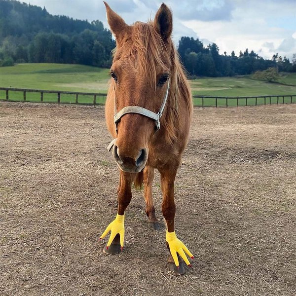 Personalised Funny Adjustable Set of 2 Turkey Feet Horse Costume with Velcro Closure Horse Accessories Halloween Gift for Horse Lover
