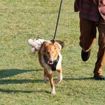 Bolsa de peluche de golf personalizada con arnés ajustable para perro, chaleco y correa reflectante Regalo para dueños de mascotas jugadores de golf