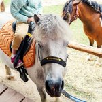 Gepersonaliseerde Zachte Halster Neusriem Beschermer met Geborduurde Naam en Haak en Lus Paardensport Accessoires Cadeau voor Paardenliefhebbers