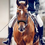 Gepersonaliseerde Zachte Halster Neusriem Beschermer met Geborduurde Naam en Haak en Lus Paardensport Accessoires Cadeau voor Paardenliefhebbers