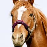 Gepersonaliseerde Zachte Halster Neusriem Beschermer met Geborduurde Naam en Haak en Lus Paardensport Accessoires Cadeau voor Paardenliefhebbers