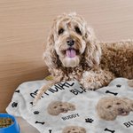Personifierad Multicolor Bone Paw Print Official Snuggle Pet Blanket med hund katt foto namn och prickig baksida födelsedag julklapp för husdjursägare