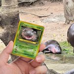 Personalised Funny Moo Deng Baby Hippo Photo Classic Poke Card with Name and Cover Card Game Collection Birthday Gift for Moo Deng Fans