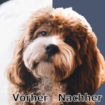 Personalisierte Ölgemälde Tragetasche mit Haustier Porträt Foto und Namen Große Kapazität Geburtstag Jahrestag Geschenk für Tierliebhaber