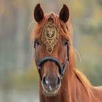 Gepersonaliseerd goud kant geboortesteen gezichtsplaat verstelbare wenkbrauwband Middeleeuws paard accessoires Verjaardag ruiter Cadeau voor paardenliefhebber Dressuur ruiter
