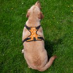 Gilet riflettente regolabile personalizzato Multicolore Cute Paw Dog con nome Regalo di compleanno per gli amanti degli animali domestici