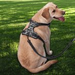 Gilet riflettente regolabile personalizzato Multicolore Cute Paw Dog con nome Regalo di compleanno per gli amanti degli animali domestici