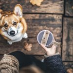 Personalized Rainbow Daisy Paw Print Tumbler Name Plate Tag with Dog Cat Photo Accessories for Stanley Birthday Memorial Gift for Pet Owners