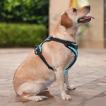 Gilet riflettente regolabile personalizzato Multicolore Cute Paw Dog con nome Regalo di compleanno per gli amanti degli animali domestici