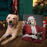 Personligt Roligt juldjur med tomteluva Porträtt Canvas Ramlös målning Semestergåva för hundkattälskare