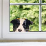 Personalisierte Haustier Aufkleber Lustig Spähen und Portrait Stil Abziehbild Wetterfest Auto LKW Fenster Deko für Tierliebhaber