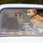 Henkilökohtainen Hätätilanteessa Pet Inside Rescue Vedenpitävä Vinyyli tarra 1-6 Pet siluetteja ja nimet Housewarming lahja lemmikkieläinten omistajille