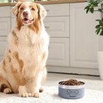 Personalized Dog Ear Design Food-grade Stainless Steel Food Water Bowl with Name Birthday Pet Feeding Supplies Gift for Pet Lovers