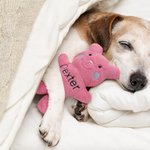 Personalized Cute Bear Soft Dog Squeaky Plush Toy with Embroidery Name for Teething Chewing Interactive Pet Supplies