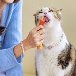 Collare per cani e gatti in silicone colorato personalizzato e set di braccialetti con nome e nappe Regalo di compleanno per il proprietario di un animale domestico