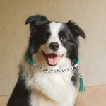 Collare per cani e gatti in silicone colorato personalizzato e set di braccialetti con nome e nappe Regalo di compleanno per il proprietario di un animale domestico