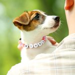 Collier et bracelet d'amitié personnalisé fait à la main avec des perles élastiques colorées Cadeau d'anniversaire pour chat, chien, maman et propriétaire d'un animal de compagnie