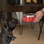 Personalised Stainless Steel Cute Paw Dog Feeding Supplies Bowl with Name Birthday Gifts for Pet Lover