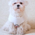 Personalised National Flag Element 100% Cotton Dog Shirt Waistcoat with Name and Number Game Day Costume Birthday Party Gift for Pet Lovers