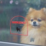 Henkilökohtainen Hätätilanteessa Pet Inside Rescue Vedenpitävä Vinyyli tarra 1-6 Pet siluetteja ja nimet Housewarming lahja lemmikkieläinten omistajille