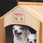 Henkilökohtainen Hätätilanteessa Pet Inside Rescue Vedenpitävä Vinyyli tarra 1-6 Pet siluetteja ja nimet Housewarming lahja lemmikkieläinten omistajille