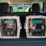 Personalized 3D Printed Multicolor Dog Kennel Tag Name Sign Pet Accessories Dog Room Decor for Dog Lovers