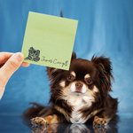 Personalized Cat Dog Pet Portrait 50 Sheets Sticky Notes with Name Set of 5 Anniversary Birthday Gift for Pet Lovers Friends