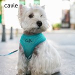 Harnais pour chien en maille respirante, réglable, avec nom brodé et personnalisé pour chiot