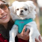 Harnais pour chien en maille respirante, réglable, avec nom brodé et personnalisé pour chiot