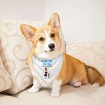 Personalised A Girl & Her Dogs Have Unbreakable Bond 3D Cartoon Design Soft Pet Bandana with Name Birthday Gift for Pet Lovers