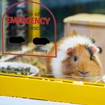 Henkilökohtainen Hätätilanteessa Pet Inside Rescue Vedenpitävä Vinyyli tarra 1-6 Pet siluetteja ja nimet Housewarming lahja lemmikkieläinten omistajille