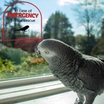 Henkilökohtainen Hätätilanteessa Pet Inside Rescue Vedenpitävä Vinyyli tarra 1-6 Pet siluetteja ja nimet Housewarming lahja lemmikkieläinten omistajille