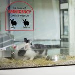 Henkilökohtainen Hätätilanteessa Pet Inside Rescue Vedenpitävä Vinyyli tarra 1-6 Pet siluetteja ja nimet Housewarming lahja lemmikkieläinten omistajille