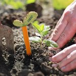 Personalisierte hölzerne 2-8 Peter Rabbits Karotte Haus Garten Zeichen mit Namen Garten Dekor Housewarming Geburtstag Geschenk für Opa Oma