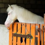 Personalisierte Multicolor 3D gedruckt Pferd Name Platte Pferd Stall Dekor Geburtstagsgeschenk für Pferdeliebhaber Besitzer